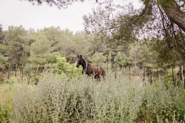 Cheval noir debout dans un pré verdoyant, entouré de nature