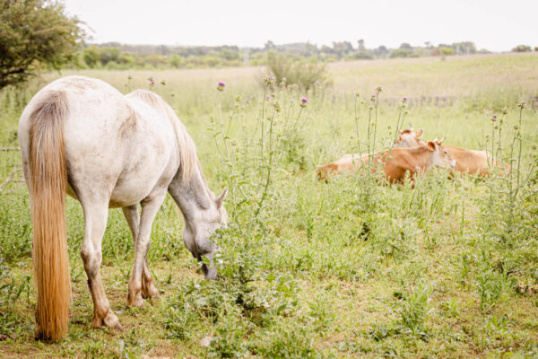 Cheval blanc mangeant dans un pré, accompagné de deux vaches marron allongées et détendues à ses côtés