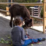Enfant assise par terre de dos, partageant un moment de complicité avec un lama.