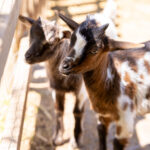 Deux chevreaux photographiés de près dans leur enclos extérieur.