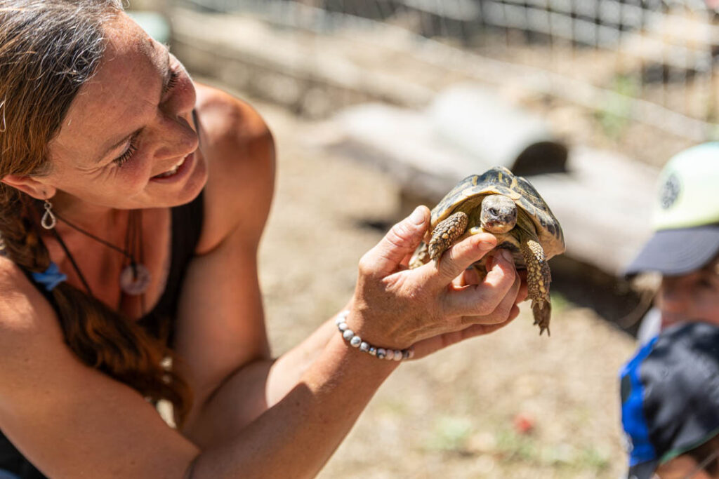 Tortue de terre tenue délicatement dans les mains à la mini-ferme.