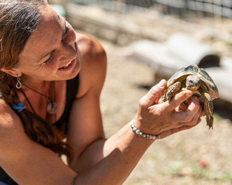 Tortue de terre tenue délicatement dans les mains à la mini-ferme.