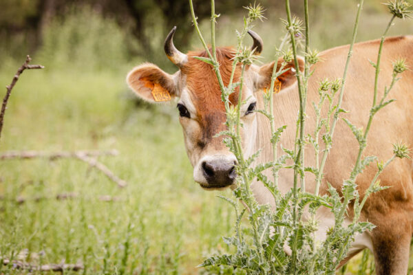 Une vache nous regarde directement, son regard calme et curieux posé sur l’objectif, capturant une expression douce et attentive.