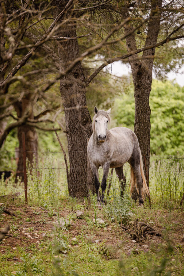 Un cheval blanc nous observe, son regard doux et attentif tourné vers l’objectif, tandis qu’il se tient paisiblement dans un pré, incarnant la curiosité et la sérénité.