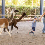 Un enfant et un adulte promènent des lamas, tous souriants, partageant un moment de bonheur et de complicité dans la nature.