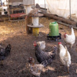 Poulailler dans un environnement verdoyant, avec possibilité pour les visiteurs de porter une poule.
