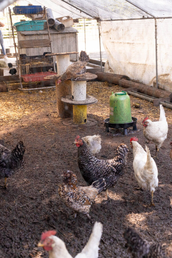 Poulailler dans un environnement verdoyant, avec possibilité pour les visiteurs de porter une poule.