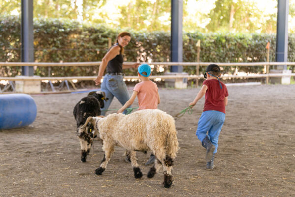 Un adulte et deux enfants interagissent avec des béliers dans un manège à chevaux.