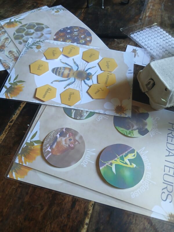 Immersion au cœur des abeilles – en FAMILLE – Image 5