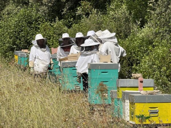 Immersion au cœur des abeilles – en FAMILLE