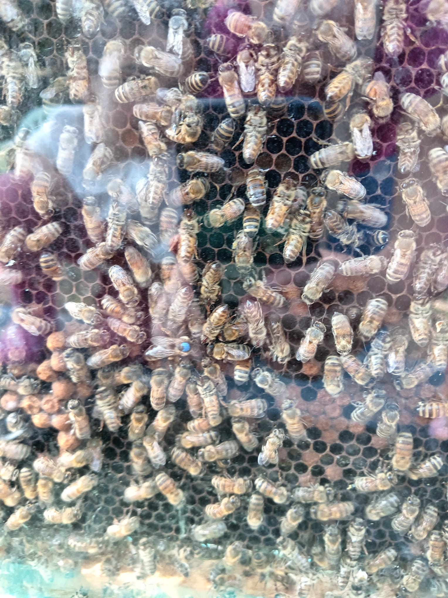 2026-07-28 – Atelier parent-enfant autour des abeilles (enfant jusqu'à 6 ans) – Image 3